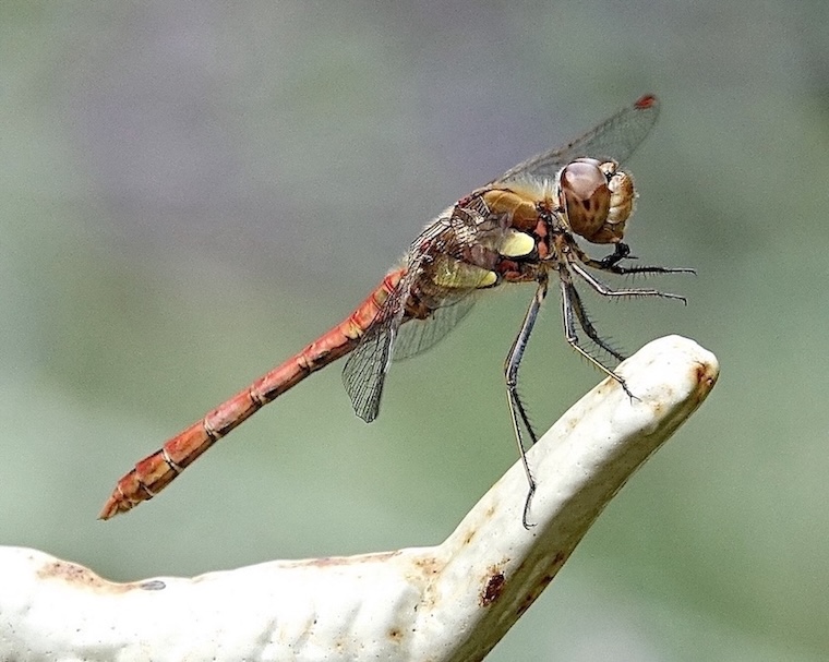 common darter